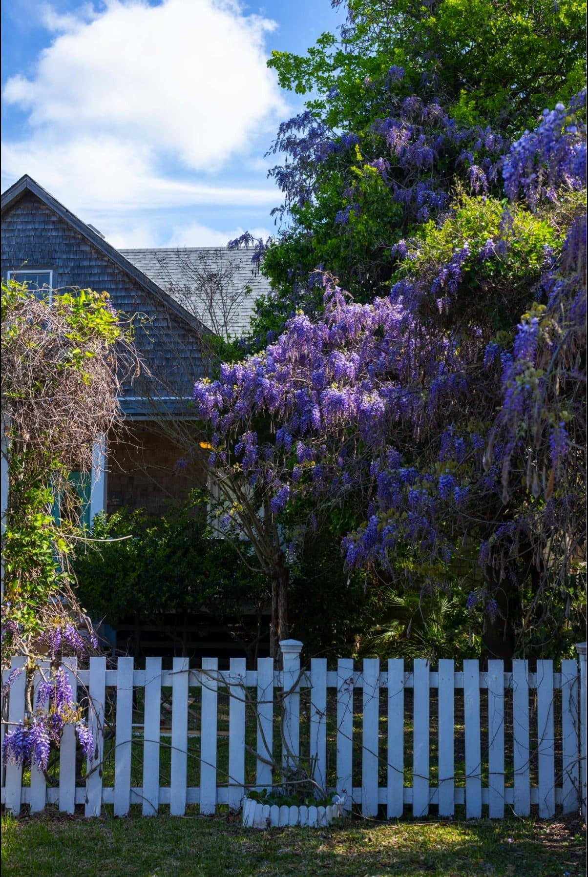 Thurston House Inn, a restored 1925 landmark framed by wisteria on Ocracoke Island